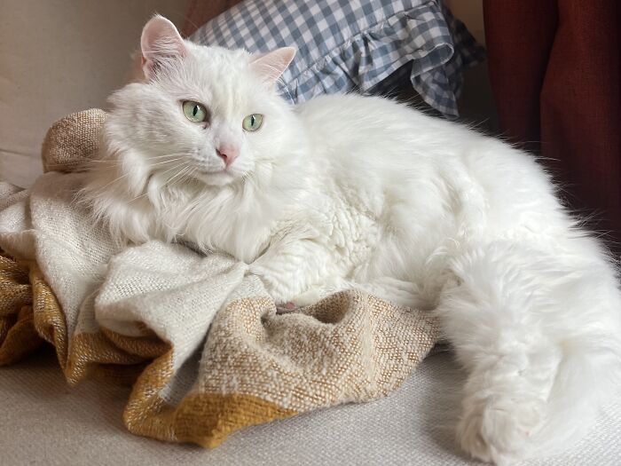 White cat with green eyes lounging on a textured blanket in a cozy home, cat-sitting and travel concept.