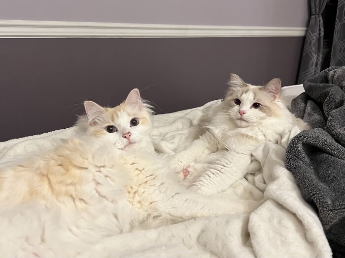 Two fluffy cats resting on a cozy bed, showcasing adorable moments of cat-sitting and travel lifestyle.