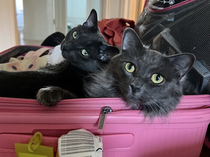 Two cats resting inside an open pink suitcase while being cared for by a cat-sitting traveler.