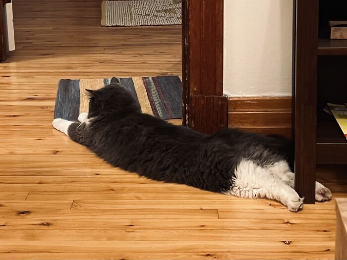Black and white cat lying stretched out on wooden floor in a cozy home, cat-sitting from a traveler.