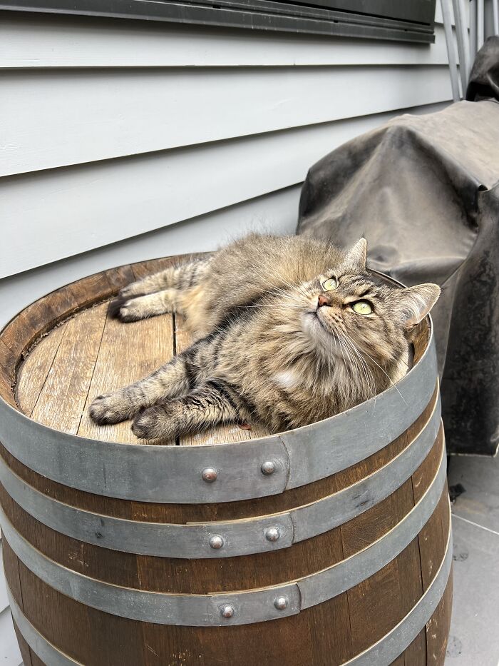 Tabby cat relaxing on a wooden barrel while cat-sitting in other people's homes, showcasing adorable pet moments.