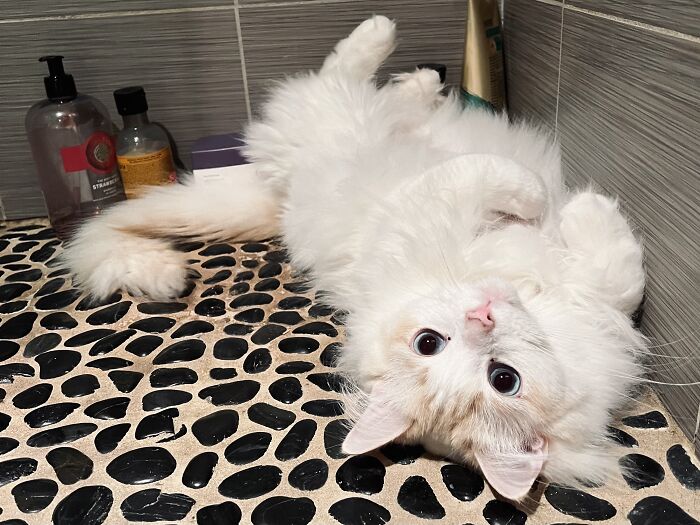 Fluffy white cat lying on a pebble floor in a bathroom, featured in cat-sitting and traveler photos.