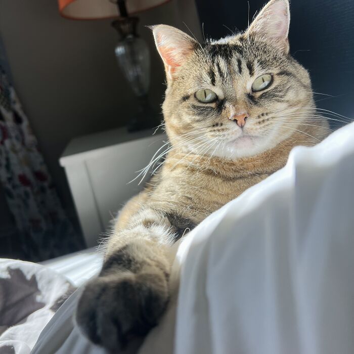 Close-up of a tabby cat lounging on a bed, highlighting the theme of cat-sitting in other people’s homes.
