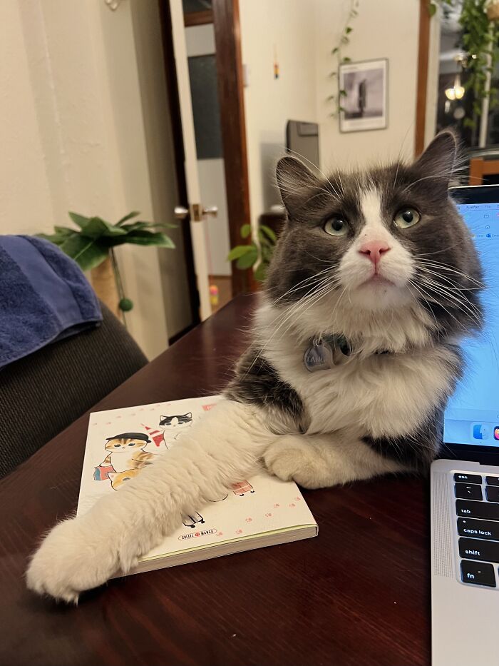 Fluffy cat lounging on a wooden table next to a laptop and a cat-themed notebook, showing adorable cat-sitting moment.