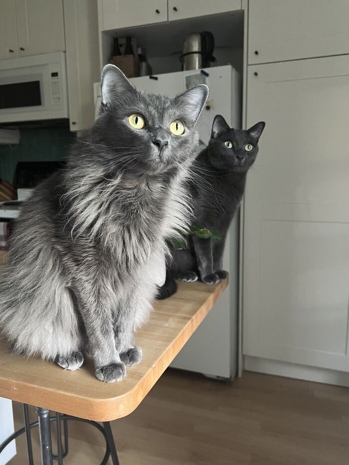 Two gray cats with bright eyes sitting on a kitchen table, captured in a cozy cat-sitting home environment.