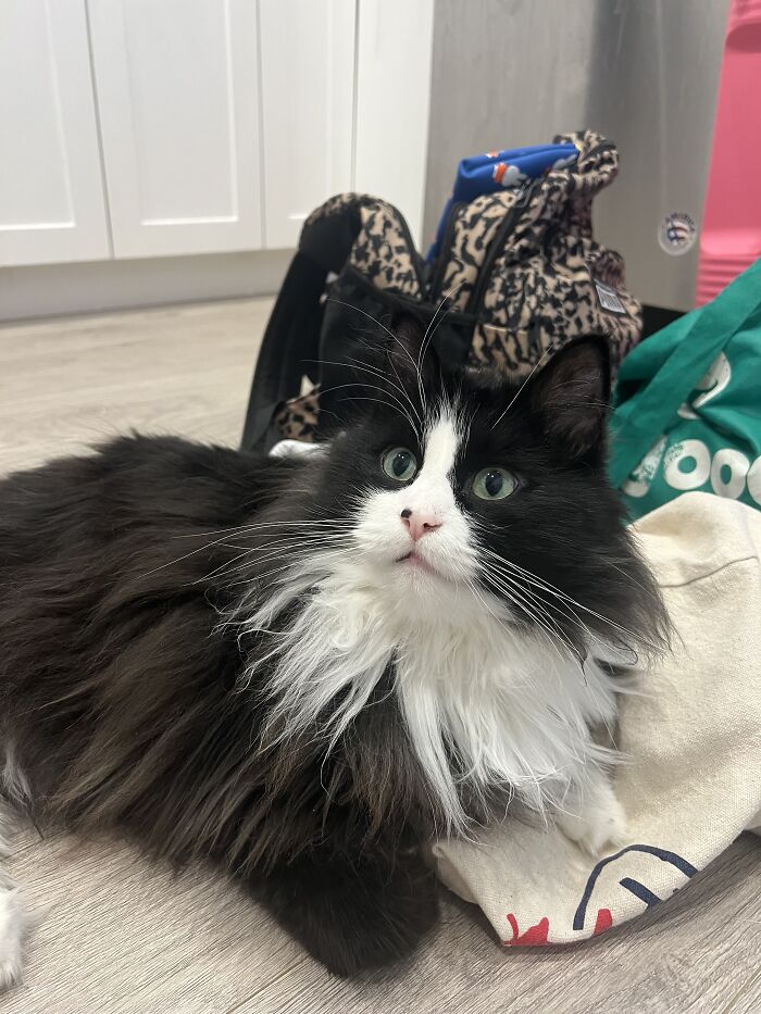 Black and white cat with long fur resting indoors while a traveler cat-sits in other people’s homes.