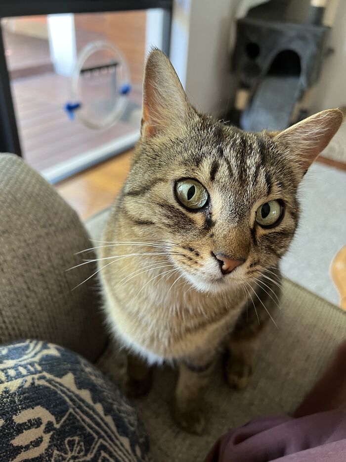Close-up of a tabby cat with green eyes sitting indoors while being cared for by a traveler cat-sitting in other homes.