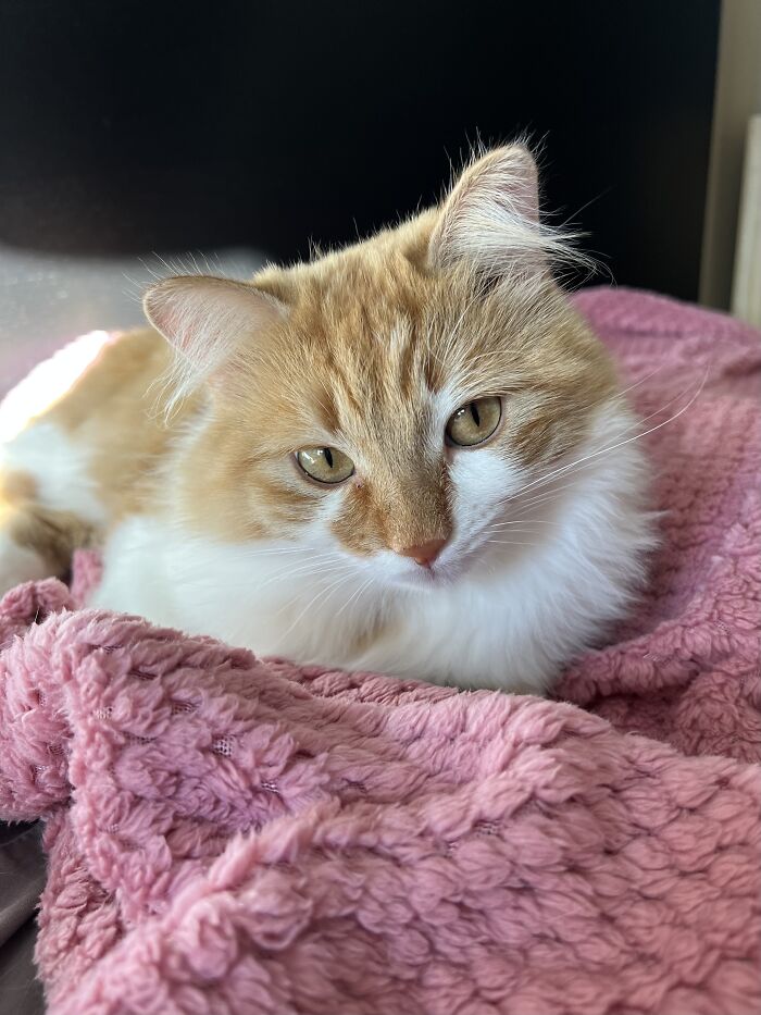 Orange and white cat resting on a pink blanket, featured in photos about cat-sitting and traveler living in other people’s homes.