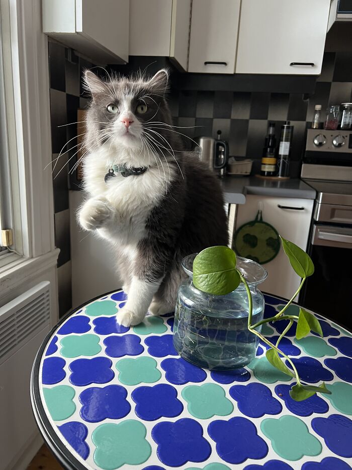 Gray and white cat sitting on a colorful table in a kitchen, illustrating cat-sitting in other people’s homes.
