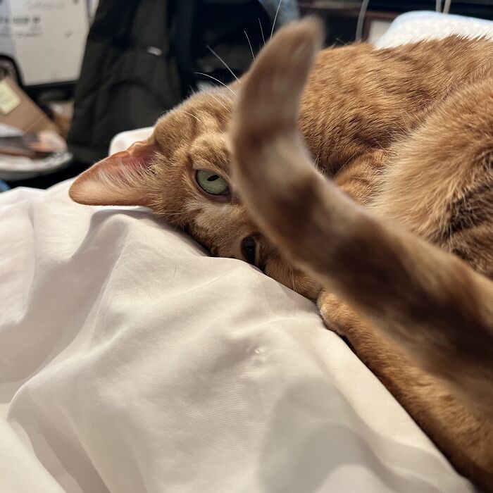 Close-up of an orange cat resting on a bed, illustrating adorable moments from cat sitting in others homes.