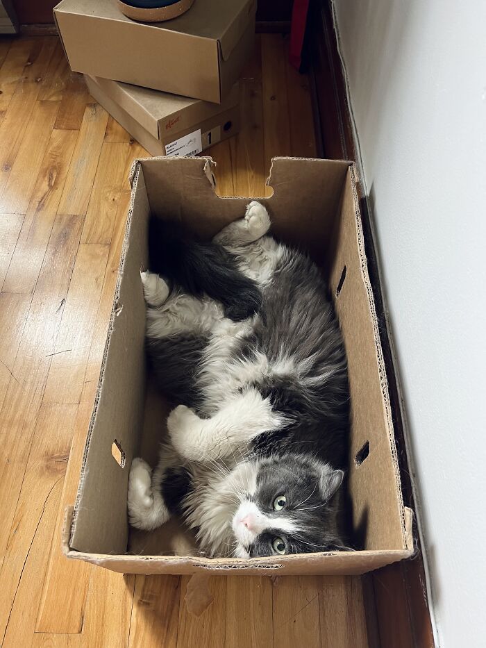Gray and white cat lying in a cardboard box while cat-sitting in other people’s homes on a wooden floor.