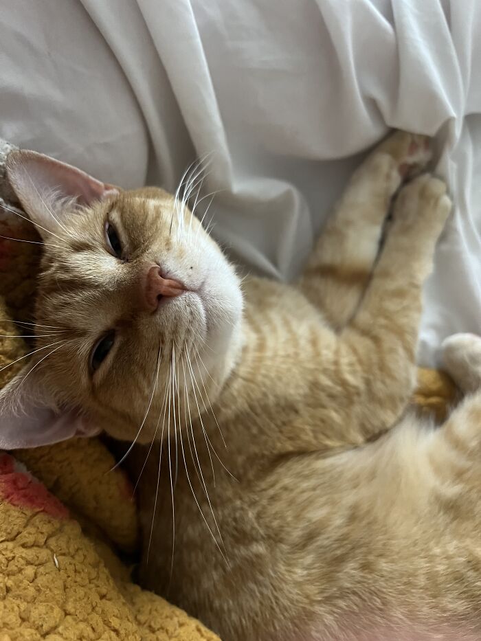 Close-up of a sleepy orange tabby cat lying on a bed, showcasing adorable cat sitting moments in other people’s homes.