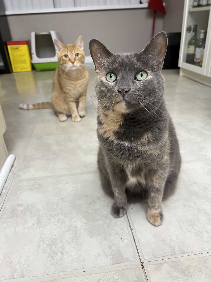 Two cats sitting on a tiled floor indoors, highlighting adorable moments of cat-sitting in other people's homes.