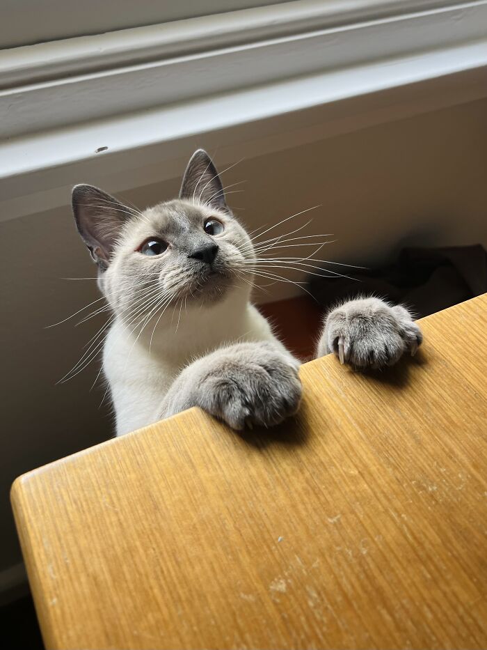 Siamese cat with gray paws perched on wooden table edge in a cozy home while cat-sitting and traveling.