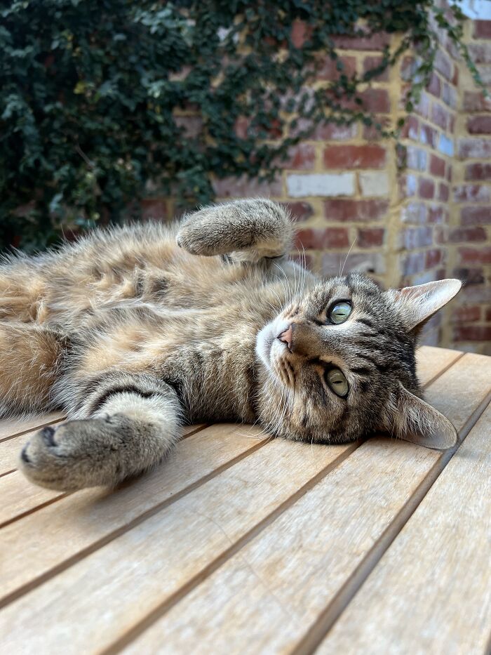 Tabby cat lying on wooden table, showcasing adorable moments from traveler cat-sitting in other people’s homes.