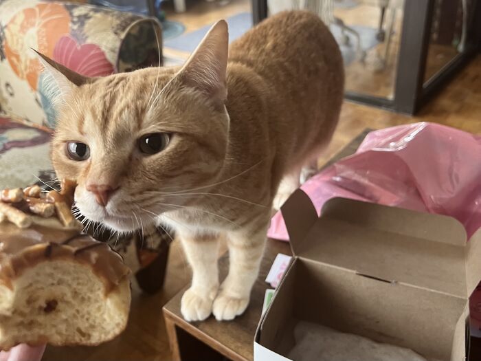 Orange tabby cat sniffing a piece of bread inside a cozy home while cat-sitting by a traveler on a wooden table.