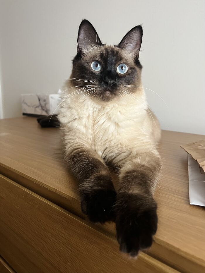 Siamese cat with blue eyes resting on a wooden surface, showcasing adorable cat-sitting moments during travel.