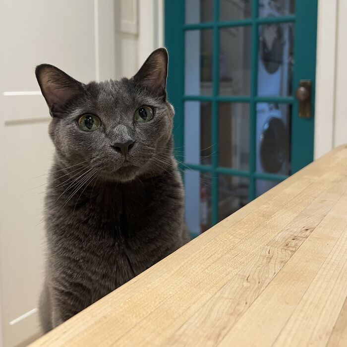 Gray cat sitting indoors on a wooden surface, showcasing adorable cat-sitting moments in other people’s homes.