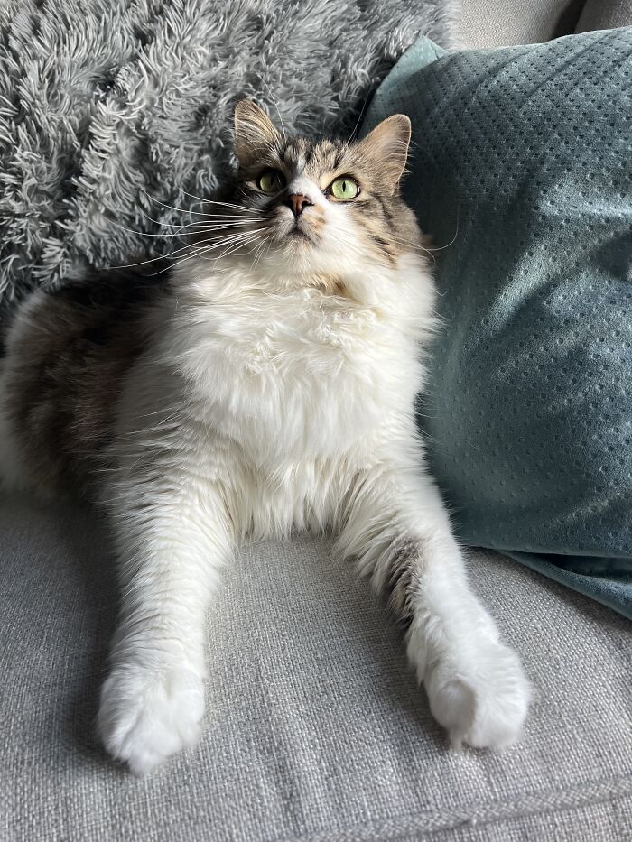 Fluffy cat with green eyes lying stretched out on a couch, highlighting adorable cat-sitting moments at other people’s homes.