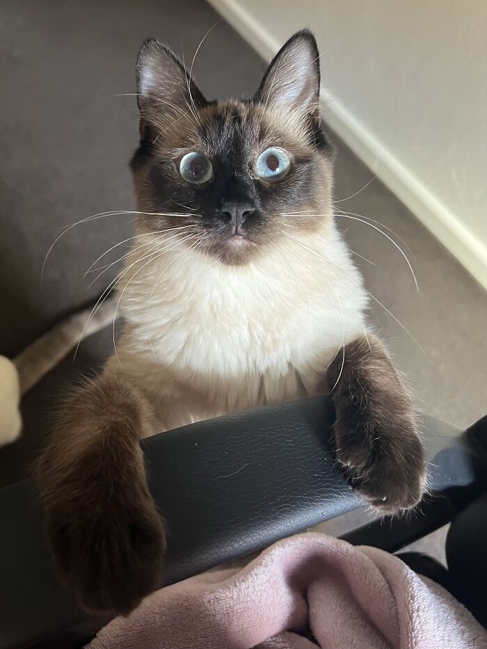 Siamese cat with blue eyes sitting on a chair armrest while being cared for by a traveler cat-sitting in homes.