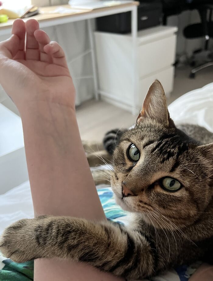 Tabby cat cuddling and resting its paw on a person's arm in a home, showcasing adorable cat-sitting moments.
