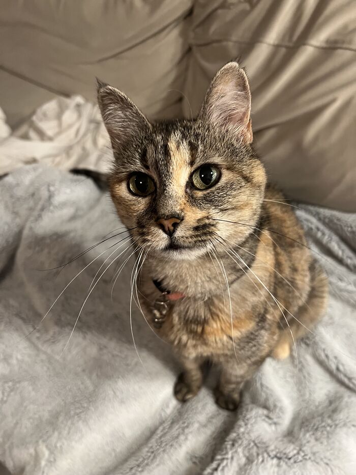 Close-up of an adorable cat sitting on a blanket in a cozy home, part of cat-sitting traveler photos.