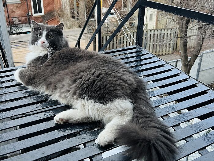 Fluffy gray and white cat lounging on a metal balcony railing, part of adorable cat-sitting travel photos.