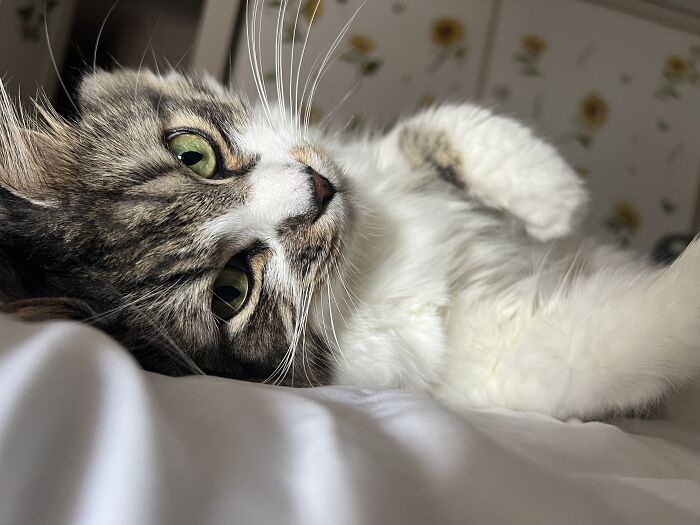 Close-up of a cat lying on a bed, showcasing an adorable moment from cat-sitting while living in other people’s homes.