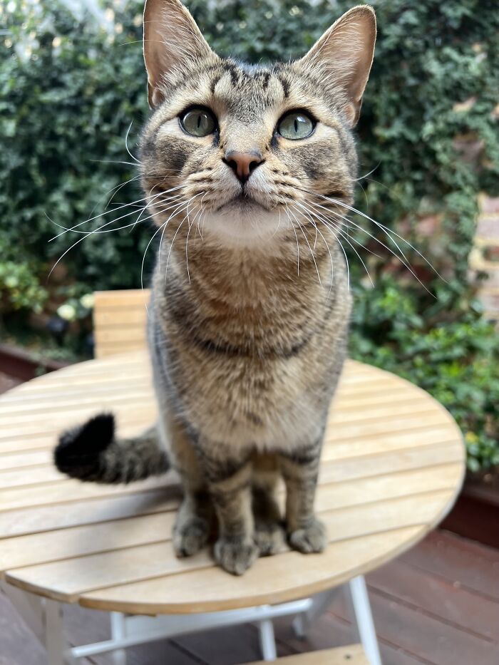Tabby cat sitting on a wooden table in a garden, showcasing adorable cat-sitting moments from travelers' homes.