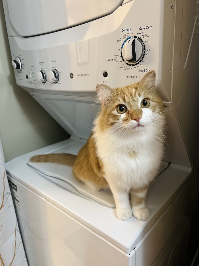 Orange and white cat sitting on a washing machine indoors, showcasing adorable cat-sitting moments for travelers.