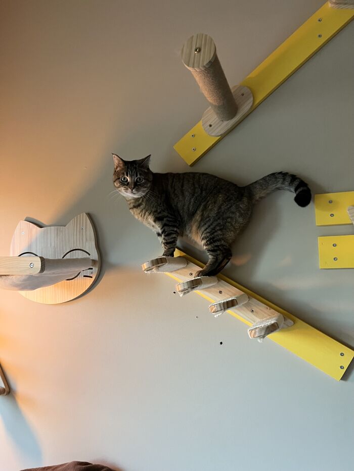 Tabby cat climbing wall-mounted cat furniture in a cozy home, showcasing cat-sitting and traveler lifestyle moments.