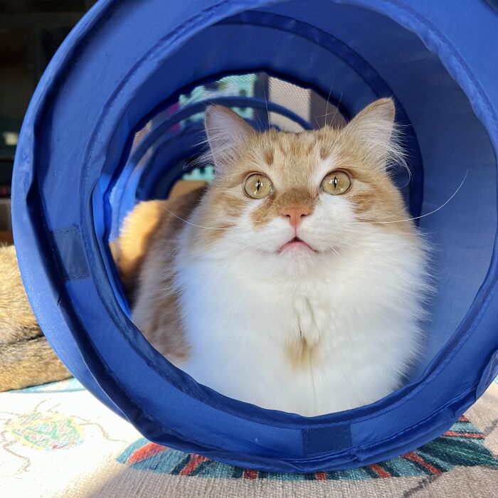 Orange and white cat with golden eyes inside a blue play tunnel, showcasing adorable cat-sitting moments.