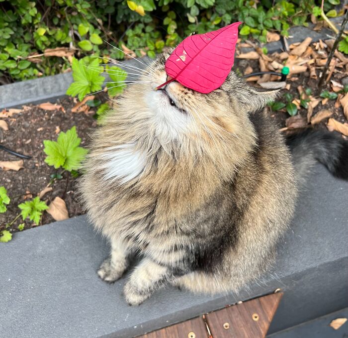 Fluffy cat playing outdoors with a red leaf on its face, part of adorable cat-sitting photos shared by a traveler.
