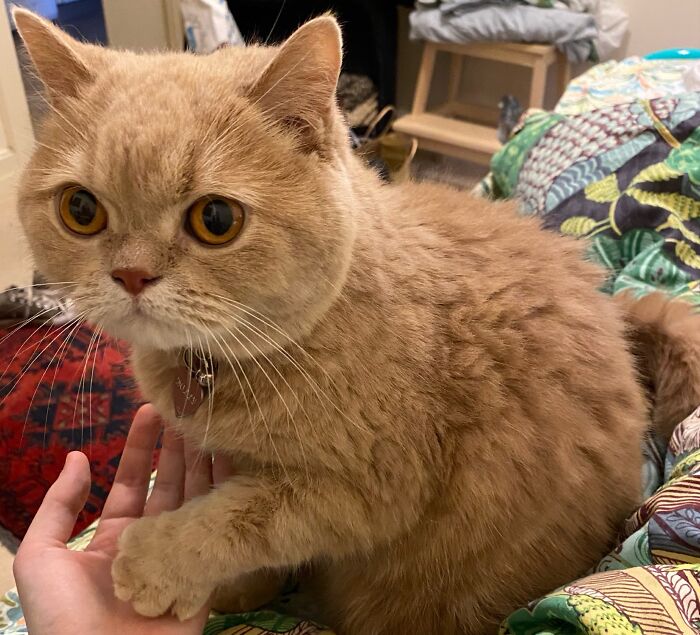 Close-up of an adorable cat being held by a person, highlighting cat-sitting and living in other people’s homes.