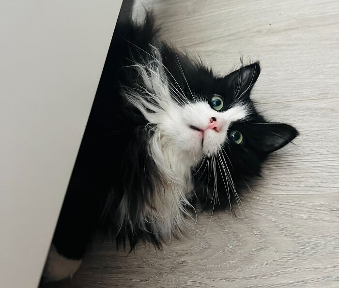 Black and white long-haired cat with green eyes lying on wooden floor while being cat-sat in a home.