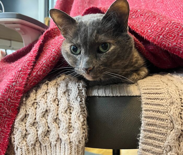 Gray cat with green eyes resting under a red blanket on a knitted sweater while cat-sitting in someone else’s home