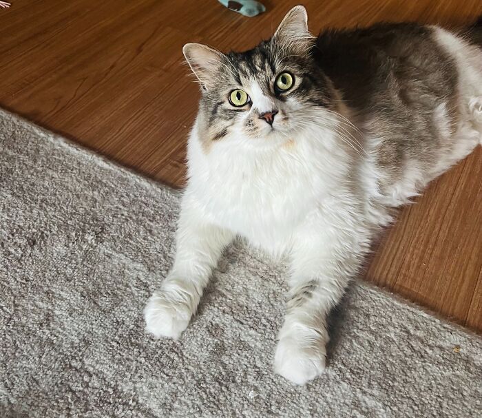 Fluffy cat with green eyes lying on a carpet near wooden floor, showcasing adorable cat-sitting moments.