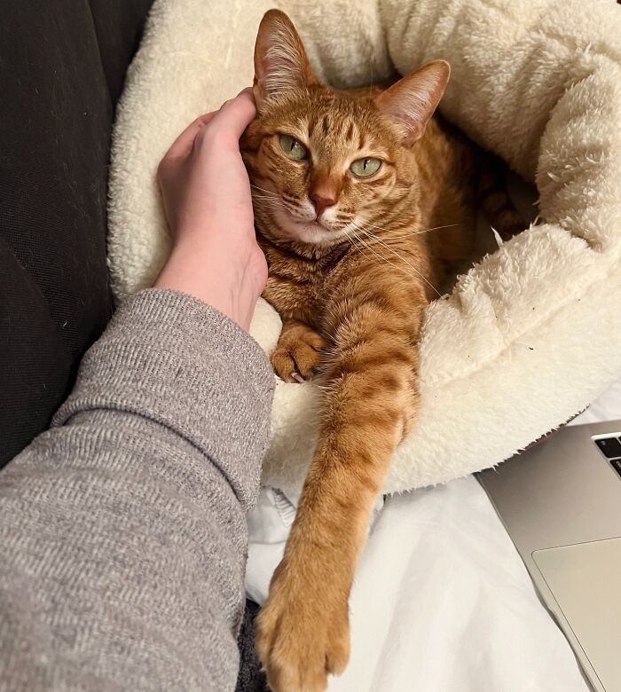 Person petting a relaxed orange tabby cat resting in a soft bed, showcasing adorable cat-sitting moments.