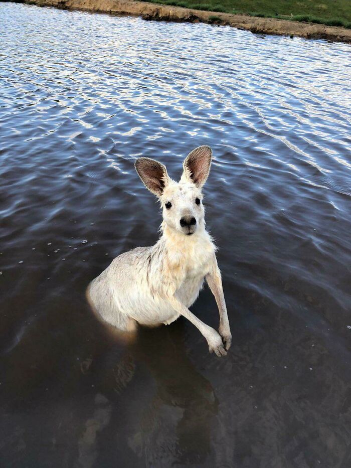 Shiny Kangaroo Taking A Bath