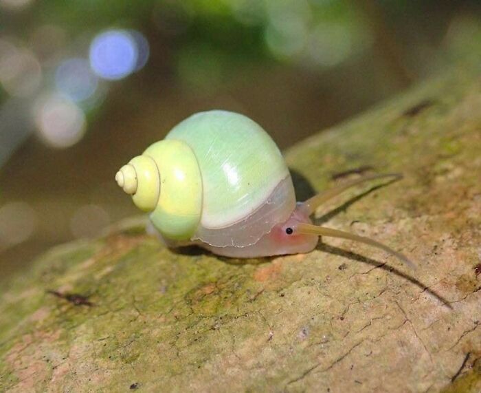 Leptopoma Perlucidum, Commonly Known As A Terrestrial Land Snail , But People Think He's A Cutie Patootie Blushing