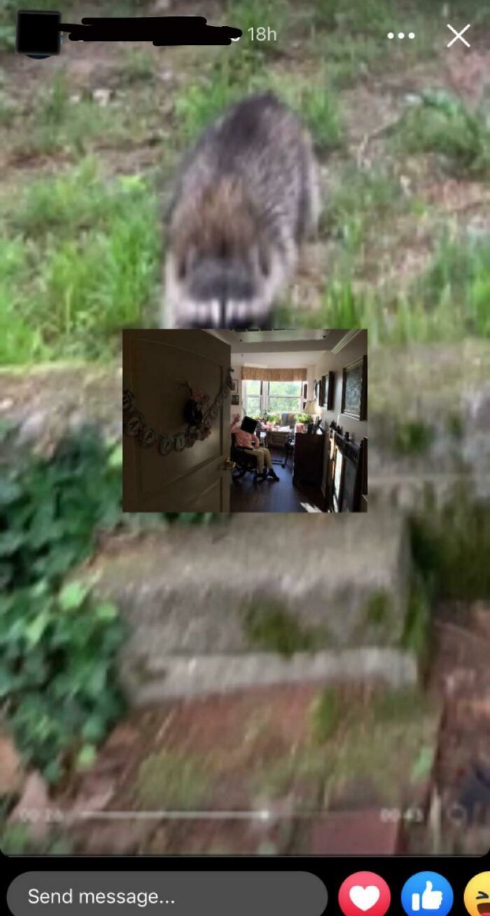 Blurry image of an outdoor scene with a raccoon and an inset photo of an elderly person struggling with technology indoors.