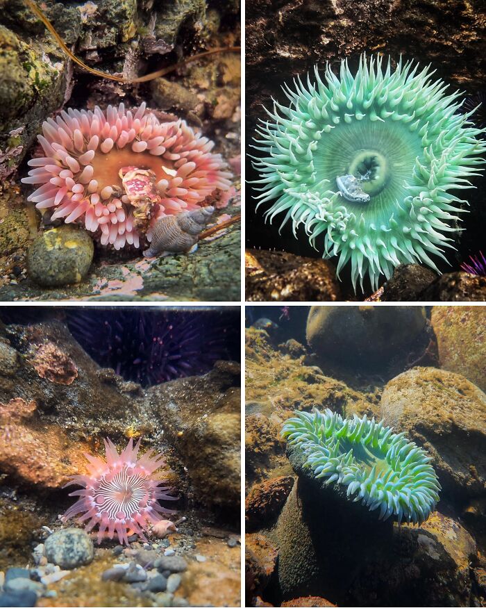 Close-up photos of unexpected ocean sea anemones with vibrant colors and unique shapes on rocky ocean floor.