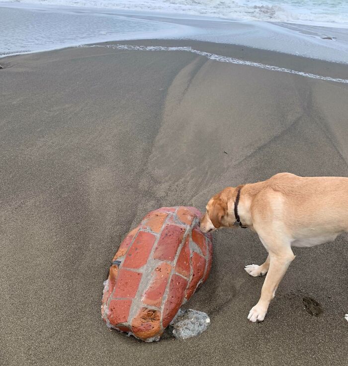 Yellow dog sniffing a brick-patterned object washed up on the sandy beach in an unexpected ocean photo.