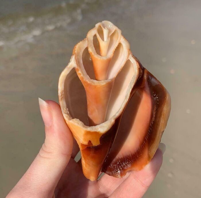 Hand holding a unique ocean shell with intricate shapes and colors, one of the unexpected ocean photos that might freak you out.
