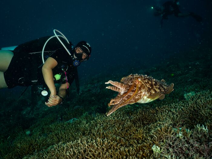 Scuba diver exploring the ocean floor near a large cuttlefish in an unexpected ocean photo that might freak you out.