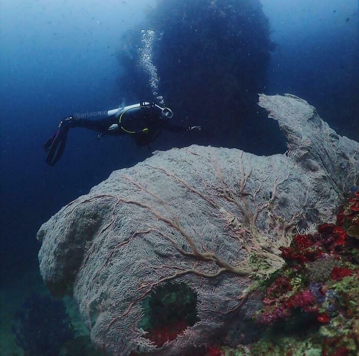 Scuba diver exploring a massive, unusual coral formation in deep ocean waters in unexpected ocean photos.