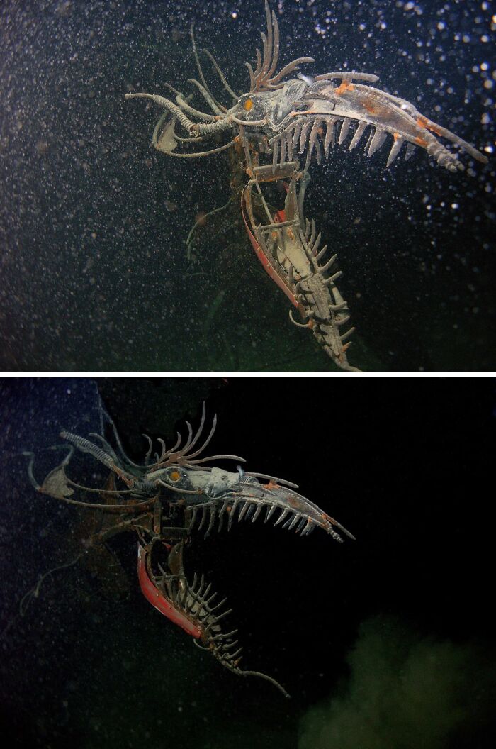 Deep sea creature with sharp teeth and eerie features in dark ocean water, an unexpected ocean photo that might freak you out.