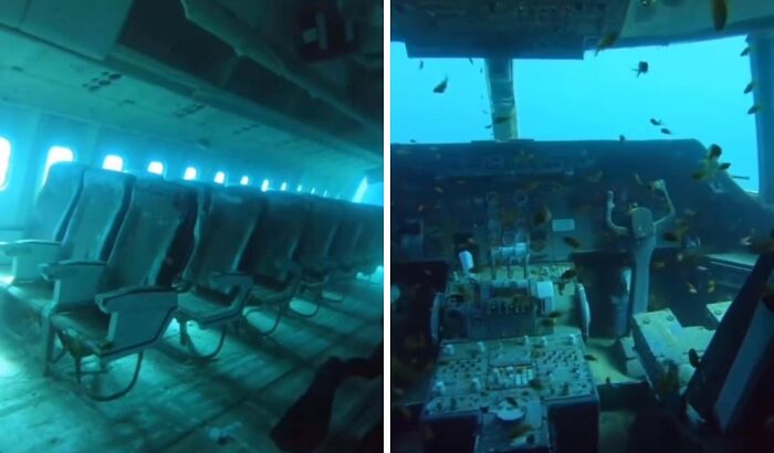 Underwater images of a sunken airplane cockpit and passenger cabin covered with marine life in unexpected ocean photos.