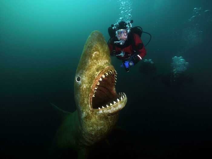 Diver close to large shark with open mouth deep underwater, showcasing one of the unexpected ocean photos.