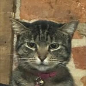 robindawnfrey avatar